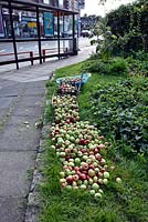 Free local apples displayed next to pavement for people to take, Priory Common Orchard, London Borough of Haringey, UK. 