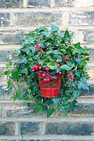 Gaultheria procumbens in red enamel pot displayed in wire hanging plant holder. 
