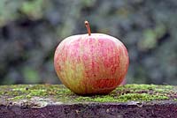 Malus domestica 'Wayside' - apple 