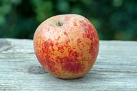 Malus domestica - Norfolk Royal Russet Apple