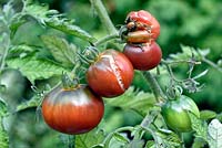 Split and misshapen Solanum lycopersicum - tomatoes. 