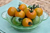 Glass dish of harvested Solanum lycopersicum - tomatoes. 
