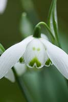 Galanthus 'Ailwyn' - snowdrop