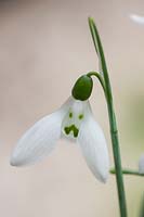 Galanthus elwesii 'Grumpy' - Snowdrop
