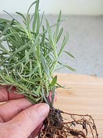 Person holding young Lavandula cutting showing root growth. 