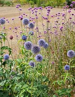 Summer bed with Verbena bonariensis and Echinops ritro 'Veitche's Blue'. 