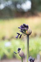 Emerging flower of Agapanthus inapertus subsp. pendulus 'Black Magic' - African lily 