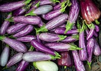 Solanum melongena 'Fairy Tale' - aubergine