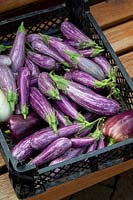 Harvested Solanum melongena 'Fairy Tale' - aubergine