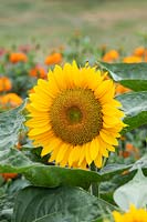 Helianthus annuus 'Sunrich Gold' - Sunflower