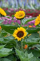 Helianthus annuus 'Sunrich Gold' and 'Sunrich Orange' - Sunflowers