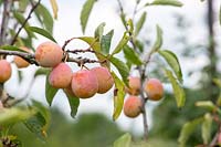 Prunus insititia 'Mirabelle de Nancy' - plum
