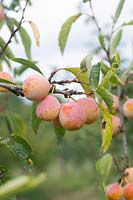 Prunus insititia 'Mirabelle de Nancy' - plum
