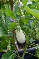 Solanum melongena 'Clara' - Aubergine, eggplant