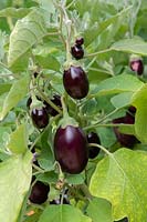 Solanum melongena 'Kaberi' - Aubergine, eggplant 