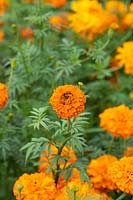 Tagetes erecta 'Kees Orange' - Marigold 
