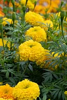 Tagetes erecta 'Oriental Yellow' - Marigold