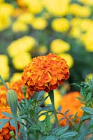 Tagetes 'Zenith Red' - Marigold 