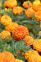 Tagetes 'Zenith Red' - Marigold