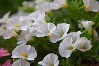 Calibrachoa - white flowering 