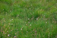 View of meadow with Dactylorhiza maculata - heath spotted-orchid 