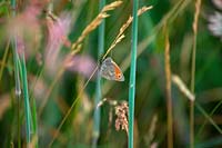 Coenonympha pamphilus - Small Heath butterfly