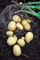 Solanum tuberosum 'Lady Christl' - potato 