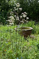 The 'Herbs for Healing' Garden by Davina Wynne-Jones, at Barnsley House, Cirencester, UK.