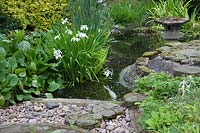 Iris ensata in large pond at Pure Land Japanese Meditation Garden, Newark, UK.