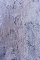 Salix x sepulcralis var. chrysocoma - golden weeping willow