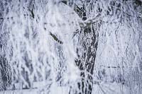 Betula pendula - silver birch