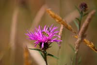 Syrphus ribesii Hover-fly on Knapweed 