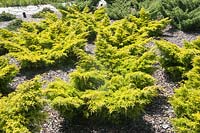 Juniperus x pfitzeriana 'Blound'