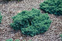 Juniperus squamata 'Blue star'