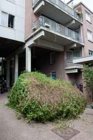 Fallopia baldschuanica, which once covered the side of the building, fallen on to the street under its own weight after a slight pruning, Amsterdam, The Netherlands.