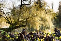 Bog garden and Salix babylonica - weeping willow - at Forde Abbey, Somerset, UK. 