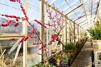 Trained peaches - Prunus - flowering on bare wood in glasshouses at Forde Abbey, Somerset, UK. 