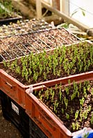 Trays of seedlings in glasshouses at Forde Abbey, Somerset, UK. 