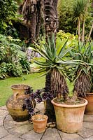 The Sunken garden with containers of succulents including Aeonium 'Zwartkop' and Aloe thraskii. Abbotsbury Subtropical Garden, Dorset, UK. 