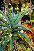 Aloe thraskii. Abbotsbury Subtropical Garden, Dorset, UK. 