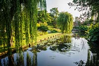 The mill pond is framed by massive weeping willows and large clumps of Gunnera manicata. Dipley Mill, Hartley Wintney, Hants, UK
