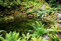 Lower woodland garden full of moisture loving plants such as ferns and rodgersias above the banks of the River Cadnant. Plas Cadnant Hidden Gardens, Menai Bridge, Anglesey, UK