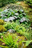 Lower woodland garden full of moisture loving plants such as ferns and rodgersias. Plas Cadnant Hidden Gardens, Menai Bridge, Anglesey, UK