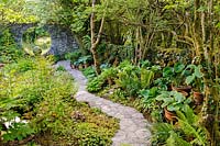 Stone path between borders of hostas and ferns with Moon Window. Fanore, Ireland