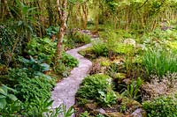 Winding stone path with shade loving hostas and ferns with stream. Fanore, Ireland