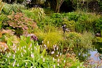 Persicaria, Carex elata 'Aurea', rodgersias and lysichiton beside pond. Fanore, Ireland
