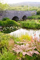 Pond with bridge and Burren landscape with moisture loving plants. Caher Bridge Garden, Fanore, Ireland