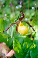 Slipper orchid - Cyprepedium 'Pueblo'. Fanore, Ireland