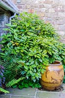 Aucuba japonica 'Crotonifolia', spotted laurel, with Chinese jar, Newport, Wales. 