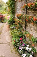 Pyracantha wall of the house with impatiens below, Pinsla, Cornwall, UK